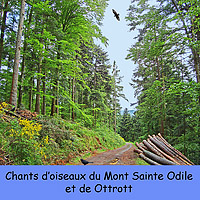 CD des chants d'oiseaux du mont Saint-Odile et de Ottrott