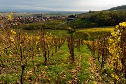 L'infinie diversité des paysages viticoles