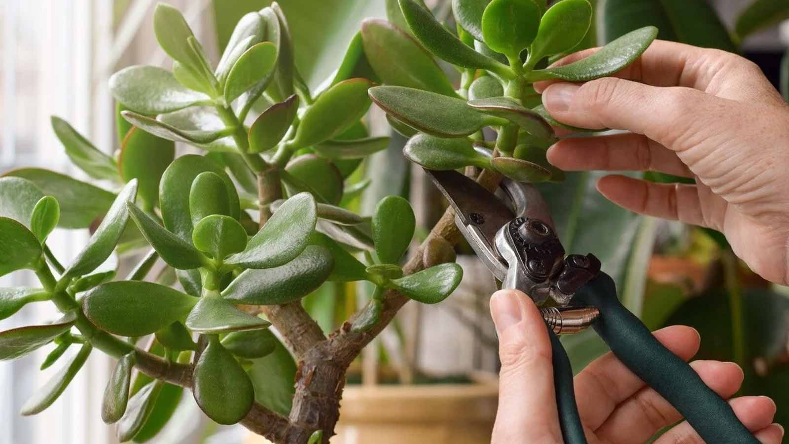 Jade Tree