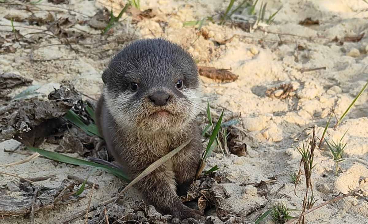 The world’s smallest otter finally rediscovered after 185 years of absence