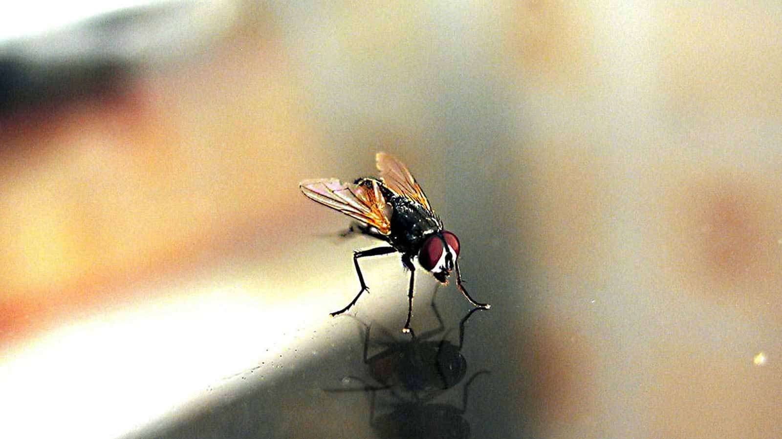Bay leaf to repel flies
