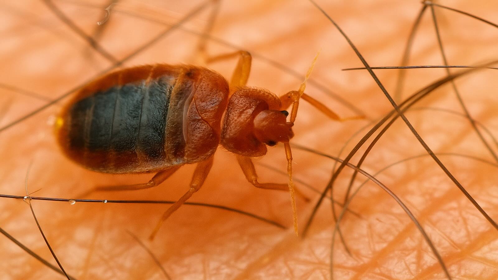 Bed Bugs May Have Been The First Urban Pest to Ever Torment Humans