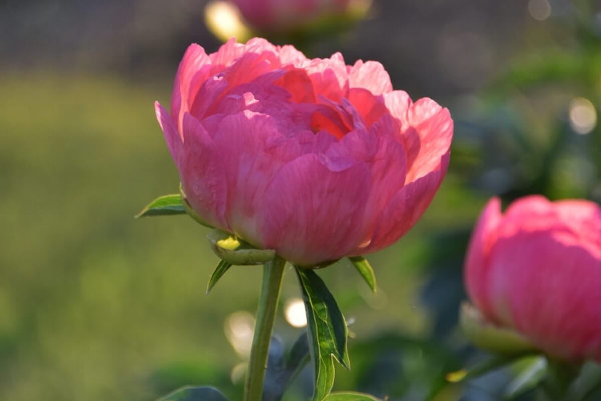 Do Ants Really Help Peonies Bloom?