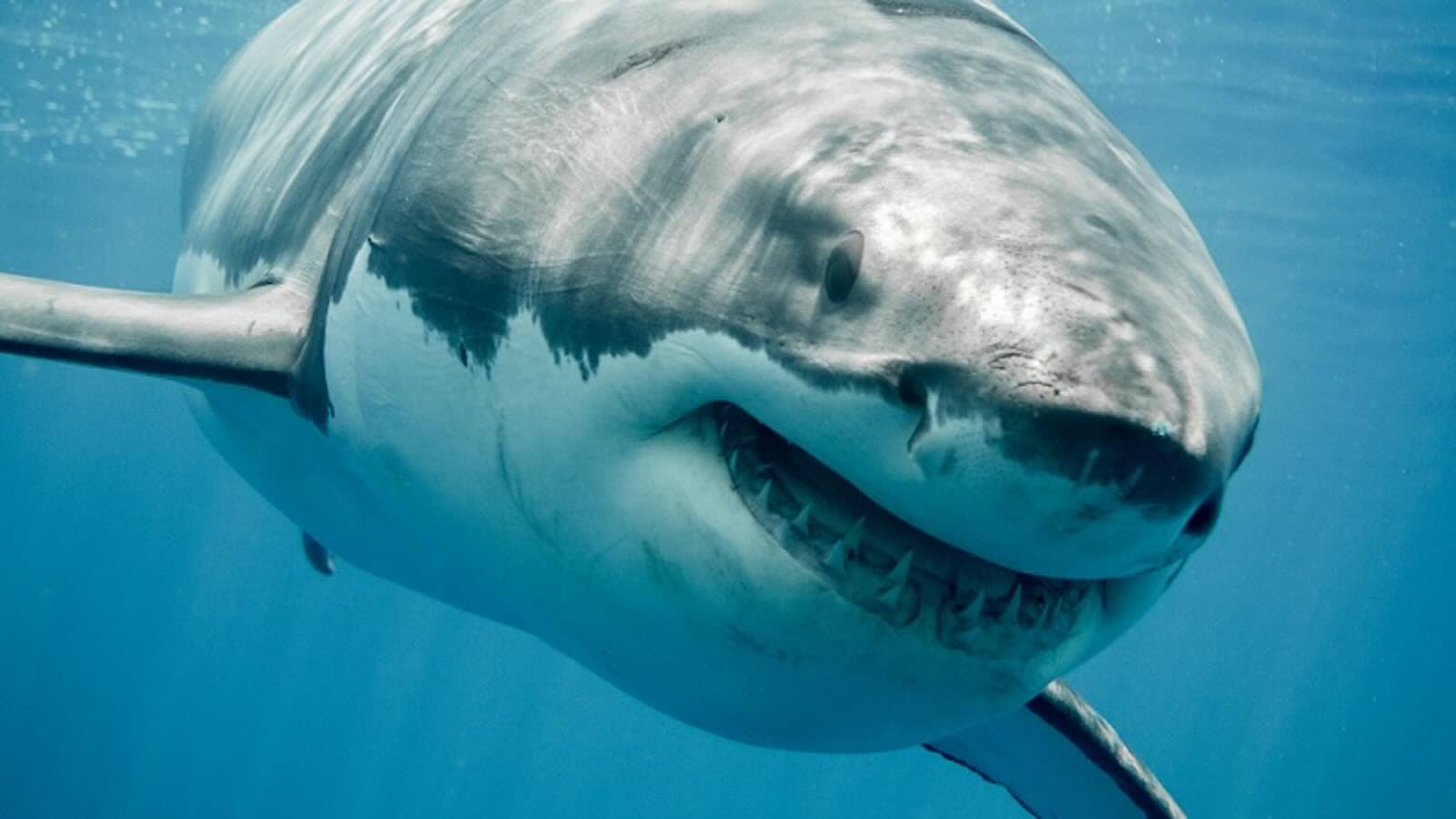 Largest ever great white shark recorded in the Atlantic