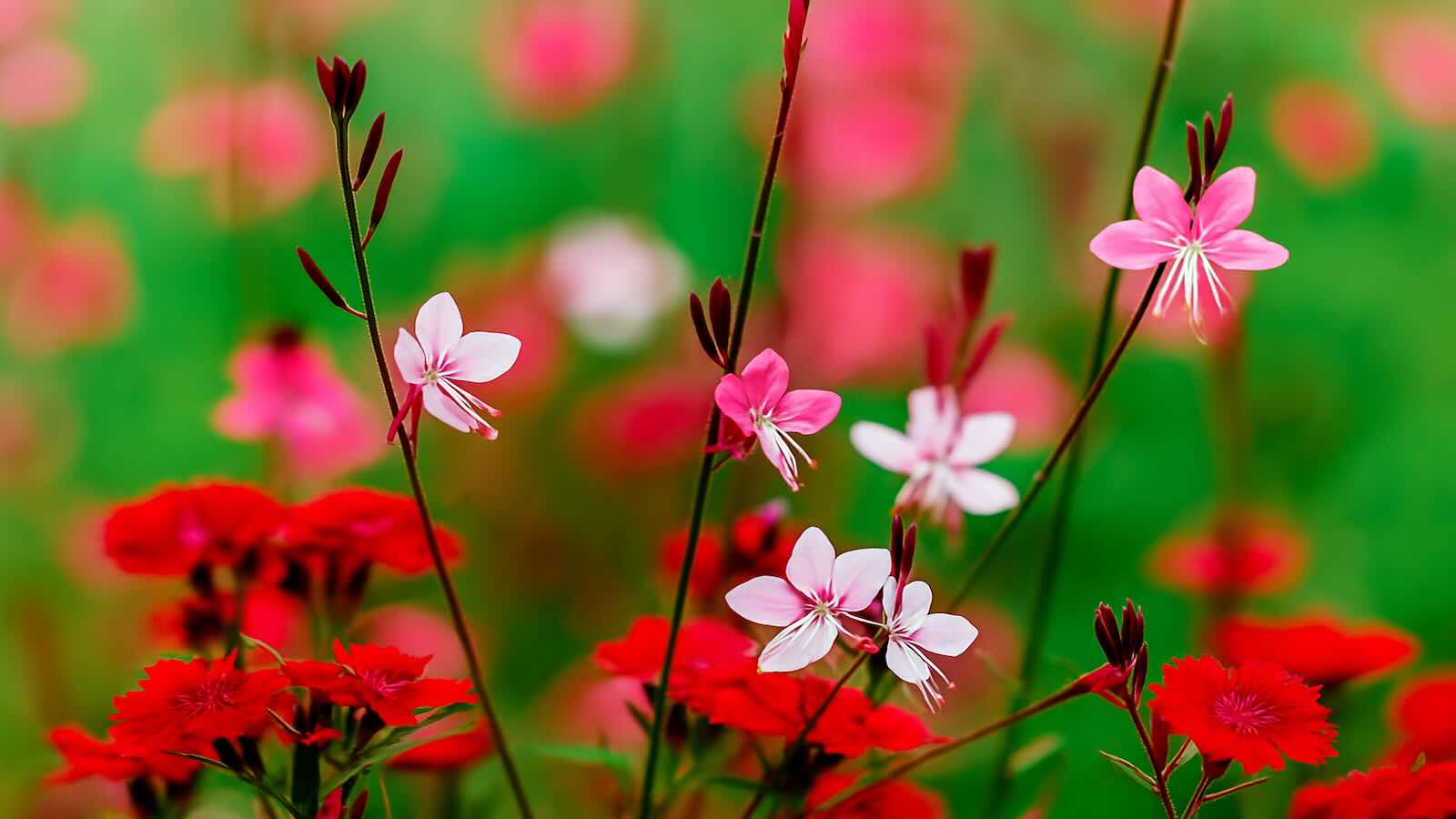 The flower that withstands everything, grows in gravel, and thrives all summer without watering.