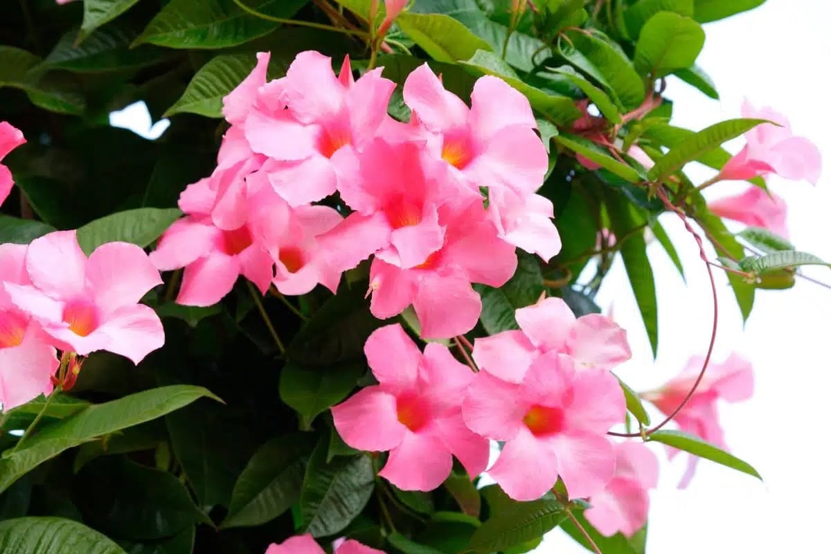 Your dipladenia will bloom all year long